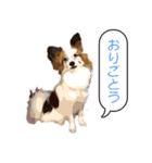 ぜーんぶパピヨン！〜犬のハナ（個別スタンプ：12）