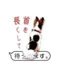 ぜーんぶパピヨン！〜犬のハナ（個別スタンプ：16）