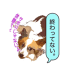 ぜーんぶパピヨン！〜犬のハナ（個別スタンプ：34）