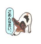 ぜーんぶパピヨン！〜犬のハナ（個別スタンプ：36）