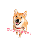 柴犬モカと時々ダックスハナ（個別スタンプ：1）