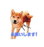 柴犬モカと時々ダックスハナ（個別スタンプ：2）