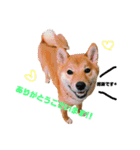 柴犬モカと時々ダックスハナ（個別スタンプ：3）