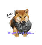 柴犬モカと時々ダックスハナ（個別スタンプ：4）