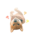 柴犬モカと時々ダックスハナ（個別スタンプ：5）