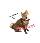 柴犬モカと時々ダックスハナ（個別スタンプ：7）