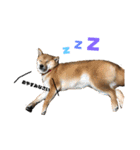 柴犬モカと時々ダックスハナ（個別スタンプ：8）