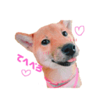 柴犬モカと時々ダックスハナ（個別スタンプ：9）