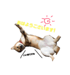 柴犬モカと時々ダックスハナ（個別スタンプ：10）