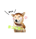 柴犬モカと時々ダックスハナ（個別スタンプ：12）