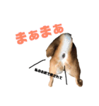 柴犬モカと時々ダックスハナ（個別スタンプ：13）