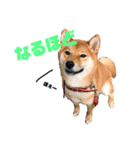 柴犬モカと時々ダックスハナ（個別スタンプ：15）