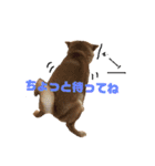 柴犬モカと時々ダックスハナ（個別スタンプ：16）