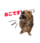 柴犬モカと時々ダックスハナ（個別スタンプ：17）