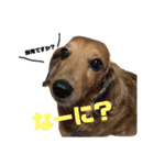 柴犬モカと時々ダックスハナ（個別スタンプ：18）
