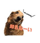 柴犬モカと時々ダックスハナ（個別スタンプ：19）