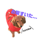 柴犬モカと時々ダックスハナ（個別スタンプ：20）