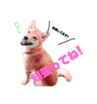 柴犬モカと時々ダックスハナ（個別スタンプ：24）