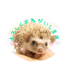 ハリネズミのノア＆カミー★ダーツ編（個別スタンプ：2）