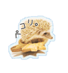 ハリネズミのノア＆カミー★ダーツ編（個別スタンプ：4）