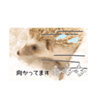 ハリネズミのノア＆カミー★ダーツ編（個別スタンプ：6）