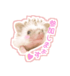 ハリネズミのノア＆カミー★ダーツ編（個別スタンプ：7）