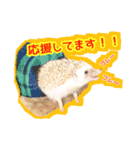 ハリネズミのノア＆カミー★ダーツ編（個別スタンプ：8）