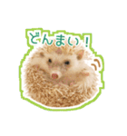 ハリネズミのノア＆カミー★ダーツ編（個別スタンプ：15）