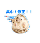 ハリネズミのノア＆カミー★ダーツ編（個別スタンプ：16）