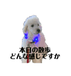 白プードルの一言（個別スタンプ：4）