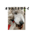 白プードルの一言（個別スタンプ：8）