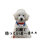 白プードルの一言（個別スタンプ：9）