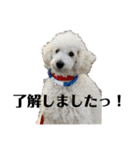白プードルの一言（個別スタンプ：11）