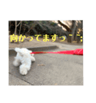 白プードルの一言（個別スタンプ：12）