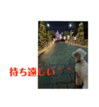 白プードルの一言（個別スタンプ：21）