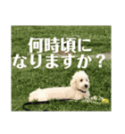 白プードルの一言（個別スタンプ：23）