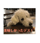 白プードルの一言（個別スタンプ：24）