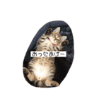 まろんとミケルソン（個別スタンプ：5）