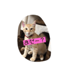 まろんとミケルソン（個別スタンプ：7）