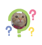 まろんとミケルソン（個別スタンプ：11）