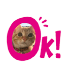 まろんとミケルソン（個別スタンプ：16）