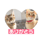 まろんとミケルソン（個別スタンプ：23）