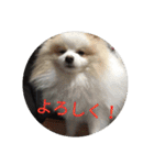 ポメ吉(天才犬)リメイク（個別スタンプ：1）