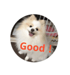 ポメ吉(天才犬)リメイク（個別スタンプ：2）