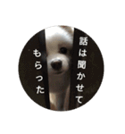 ポメ吉(天才犬)リメイク（個別スタンプ：3）
