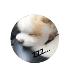 ポメ吉(天才犬)リメイク（個別スタンプ：5）