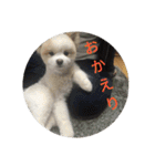 ポメ吉(天才犬)リメイク（個別スタンプ：6）
