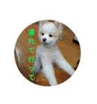 ポメ吉(天才犬)リメイク（個別スタンプ：7）