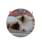 ポメ吉(天才犬)リメイク（個別スタンプ：8）
