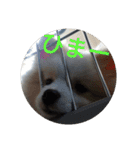 ポメ吉(天才犬)リメイク（個別スタンプ：9）